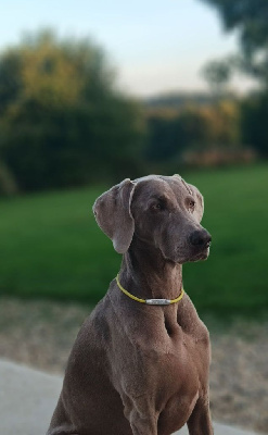 Étalon Braque de Weimar - The most precious treasure Des Fantômes Gris De La Sélune