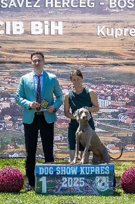 Étalon Braque de Weimar - CH. Ultimate chance Des Fantômes Gris De La Sélune