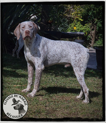 Étalon Braque du Bourbonnais - Vaïko du Marais Becassier