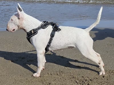 Étalon Bull Terrier - Thud and cuddles Trojan records