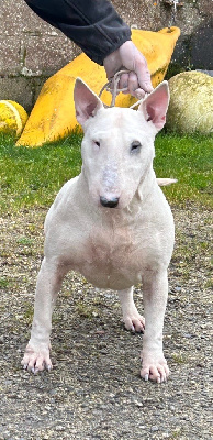 Étalon Bull Terrier - Sacred lotus chuckson's