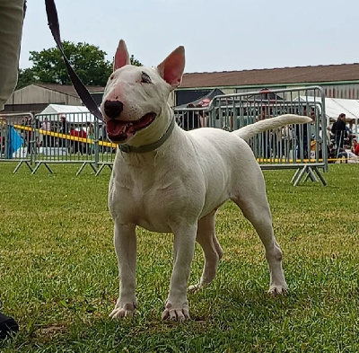 Étalon Bull Terrier - Velours Oh My Silver Bull