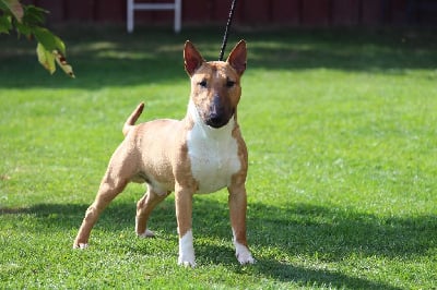 Étalon Bull Terrier Miniature - Kingston-Corbières Bt Wally