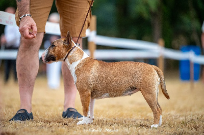 Étalon Bull Terrier Miniature - Vanvel's du Paradis Des Mini Bulls