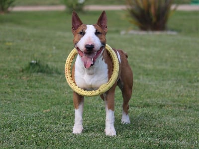 Étalon Bull Terrier Miniature - Téranium du Paradis Des Mini Bulls