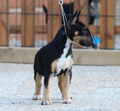 Étalon Bull Terrier Miniature - Apocalypse Du Domaine Des Démons Bretons