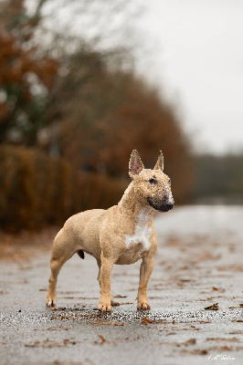Étalon Bull Terrier Miniature - Umpa s teepee Des jardins de margaux