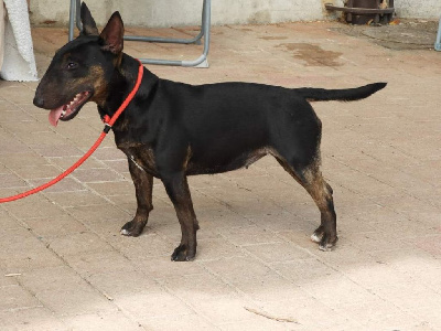 Étalon Bull Terrier Miniature - Tara du Paradis Des Mini Bulls