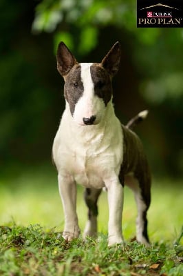 CH. Kingston-Corbières Bt Valorous warrior