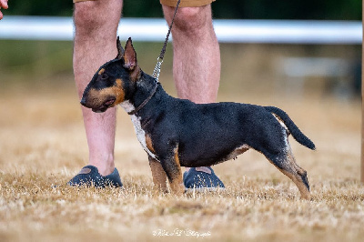 Étalon Bull Terrier Miniature - Usa du Paradis Des Mini Bulls