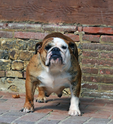 Étalon Bulldog Anglais - Sweet like candy De kalinka des roches blanches