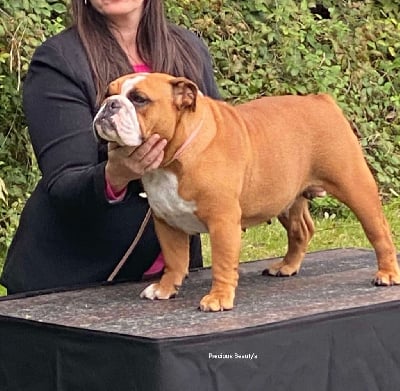 Étalon Bulldog Anglais - Talisman rouge crystal Du Clandisa De La Gironde