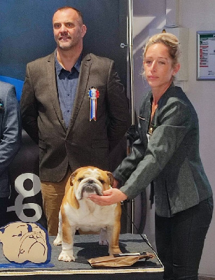 Étalon Bulldog Anglais - Veni vidi vici des Roxa-Lina