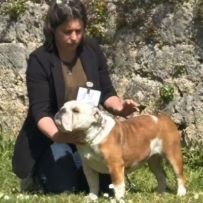 Étalon Bulldog Anglais - New Soul Vanilla ice