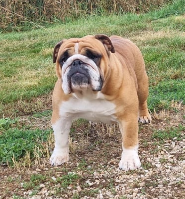 Étalon Bulldog Anglais - Urban legend del Caliborso