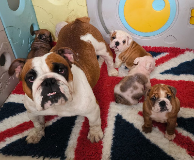 Étalon Bulldog Anglais - Ulyssia Des Bullys D'Audani Villa
