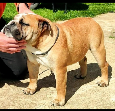 Étalon Bulldog Anglais - fat puppy's Darkness bright