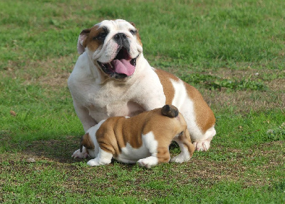 Étalon Bulldog Anglais - Undra Land van mechelaar