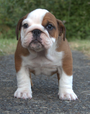 Étalon Bulldog Anglais - Ariel rose De la Cour des Molosses