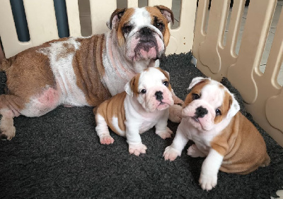 Étalon Bulldog Anglais - Ugoline Des Bullys D'Audani Villa