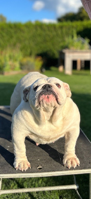 Étalon Bulldog Anglais - Star British Bulls Of Provins