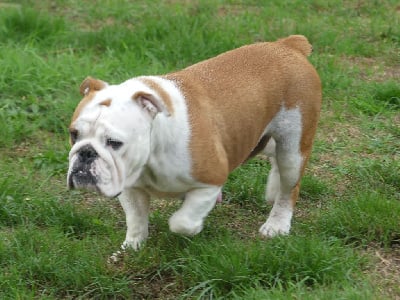 Étalon Bulldog Anglais - Uranie Land van mechelaar