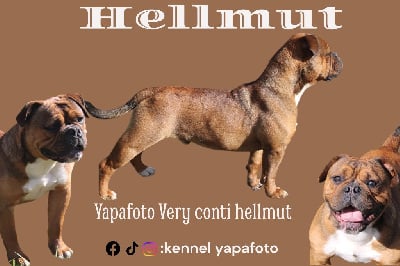 Étalon Bulldog continental - Yapafoto Very conti hellmut