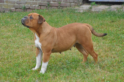 Étalon Bulldog continental - Uguette du Clos des Tulipes Noires