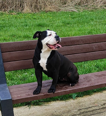Étalon Bulldog continental - Rayven Du Massif De La Houve