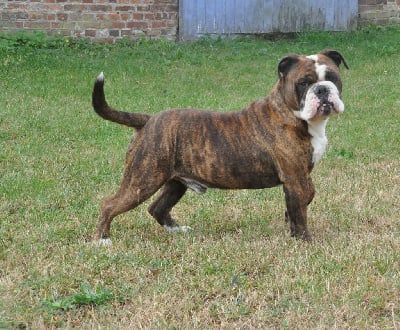 Étalon Bulldog continental - Sirius Des sources sacrees