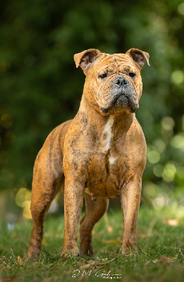 Étalon Bulldog continental - Rheia du sixieme sens