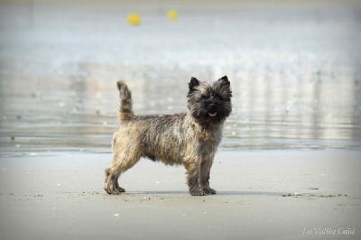 Étalon Cairn Terrier - CH. Stewart lad glen Brullemail
