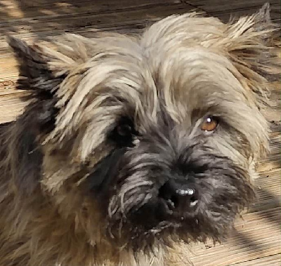 Étalon Cairn Terrier - Une fleur de jasmin de Cosédia