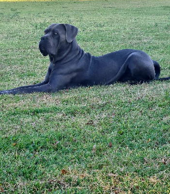 Étalon Cane Corso - S'wanda des seigneurs de spartes