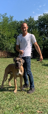 Étalon Cane Corso - CH. Voltaire Des Gardiens Des Sept Collines