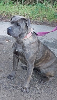 Étalon Cane Corso - Remind the best Des Gardiens De Cebenna