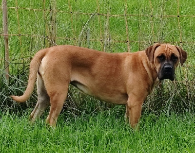 Étalon Cane Corso - Urka Des Gardiens De Lennantony