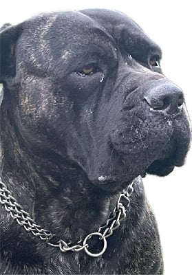 Étalon Cane Corso - Solo des Lares de l'Aurévière