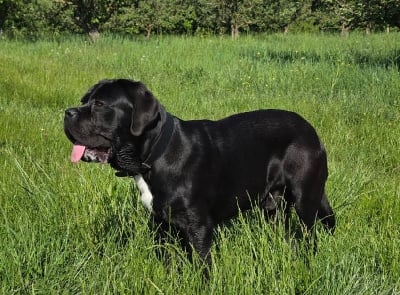 Étalon Cane Corso - Voyou Des Gardiens De Lennantony