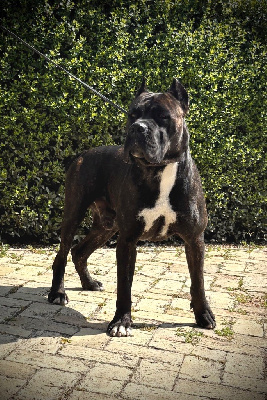 CH. Aarush custodi nos