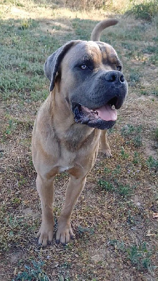 Étalon Cane Corso - Vyns Des Gardiens De L'Eau Vive