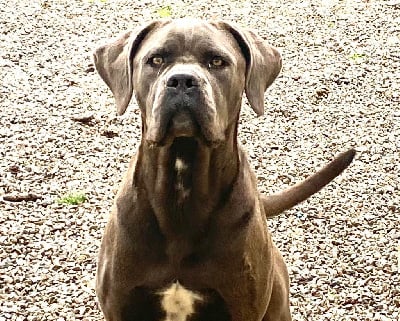 Étalon Cane Corso - Orev D'Urkya Urane