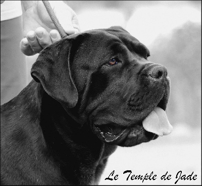 Étalon Cane Corso - Uranie du temple de jade