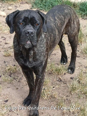 Étalon Cane Corso - Viago Des Gardiens De L'Eau Vive