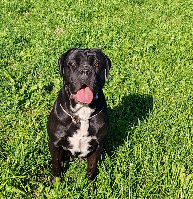 Étalon Cane Corso - Tosca Des Gardiens De Lennantony