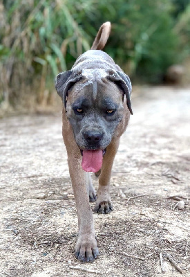 Étalon Cane Corso - Vega Du Mas Des Origines