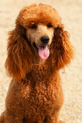 Étalon Caniche - Samba Fabien de jye