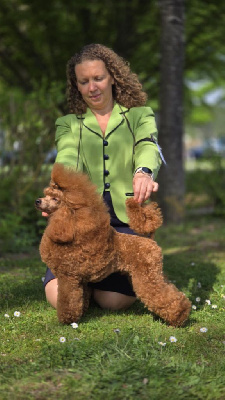 Étalon Caniche - CH. giulfo Emerald-f