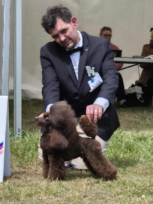 Étalon Caniche - CH. M And C Signature Upset girl