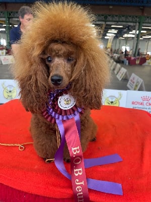 Étalon Caniche - Vahiné Du pré moussey